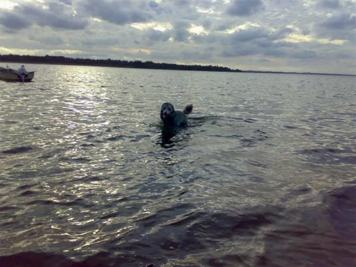 Storpuddel max billede 6