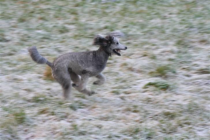 Storpuddel max billede 7