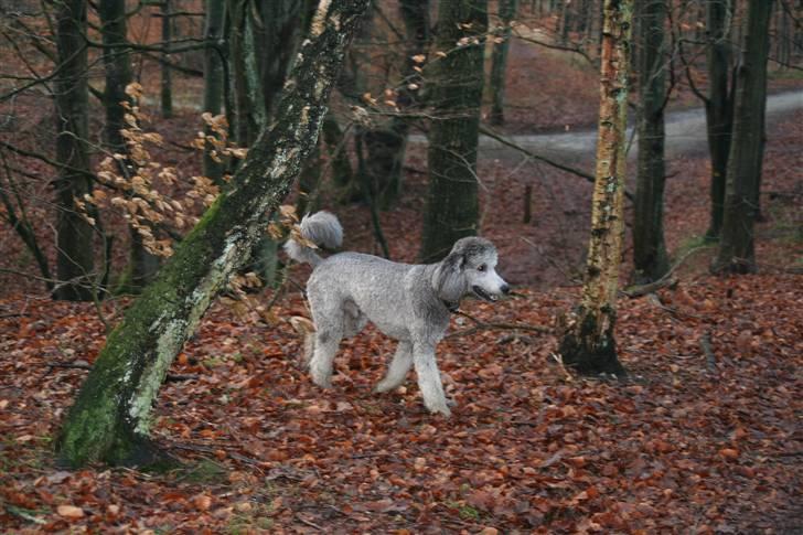 Storpuddel max billede 8