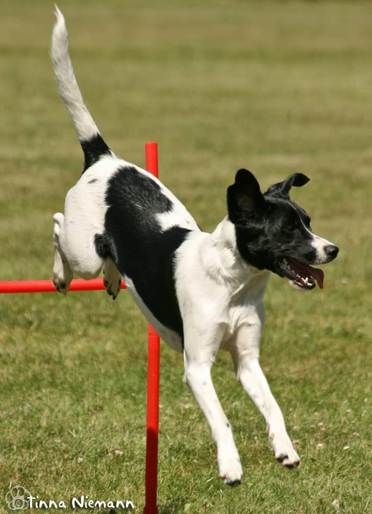 Blanding af racer Joey † - 16) Springning. * 02/06/08 *  billede 16