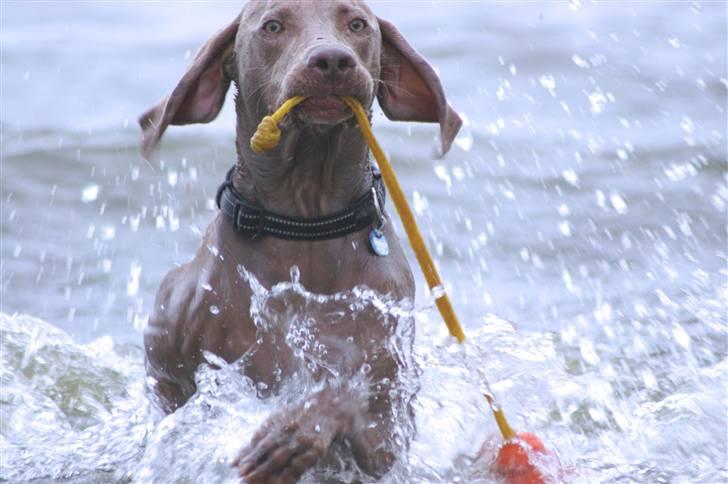 Weimaraner Aica Silver Hunters Aslan billede 1