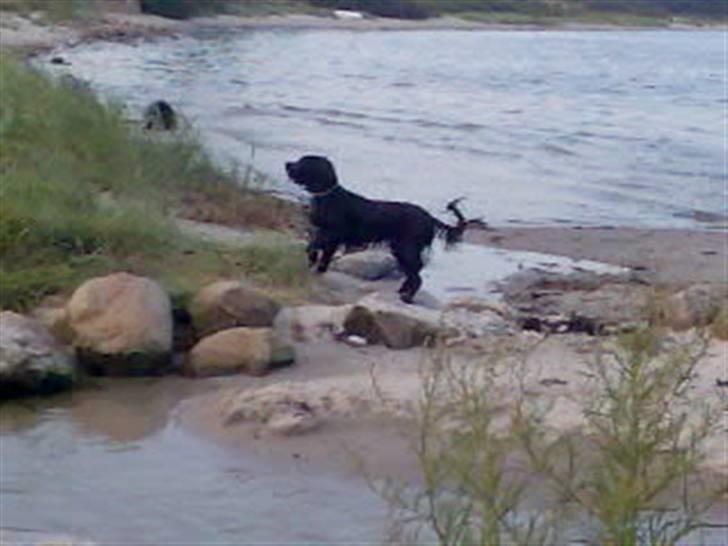 Briard Zita - ej hvor fedt (tro jeg zita tænker.. hihi billede 9