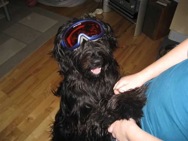 Briard Zita - jeg vil altså også med jer på skiferie... jeg har jo ligesom taget ski brillerne på igå??    :0) billede 10
