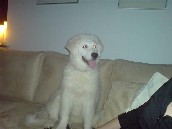 Kuvasz Smilla R.I.P - Smilla i sofaen, mens det stadig var tillad billede 1