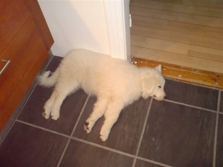 Kuvasz Smilla R.I.P - Smilla som lille tror vi havde haft hende i 3 uger da det blev taget billede 2