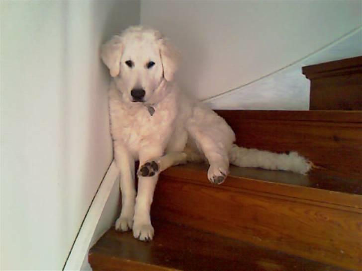 Kuvasz Smilla R.I.P - Smilla på trappen, fatter ikke helt hun gider og sidde sådan ,men ok. billede 3