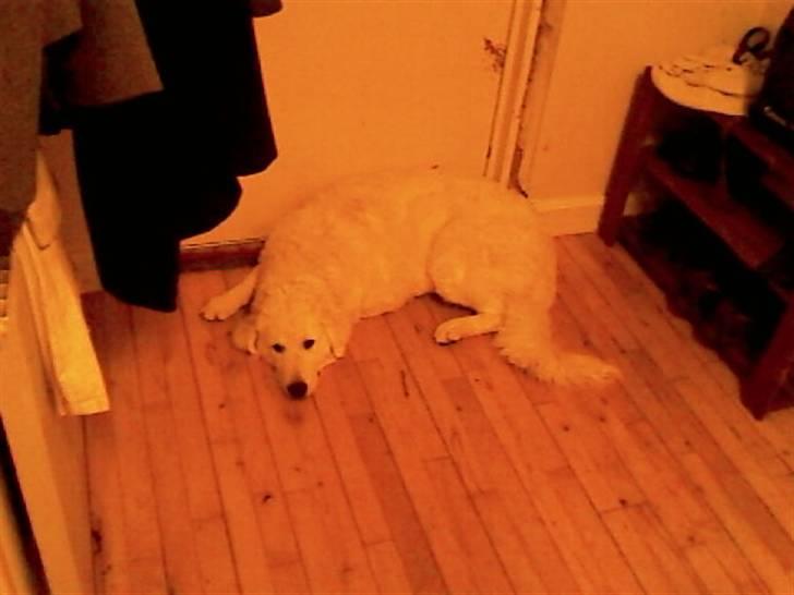 Kuvasz Smilla R.I.P - Smillas ynglings potion, næst efter Nus postion(på ryggen med allt 4 poter i vejret) billede 4