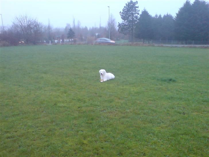 Kuvasz Smilla R.I.P - Smilla i det fri, hun er en dejlig hund, når hun er i det fri, hun lystre bare knap så meget når hun ikke tror man har nogle godbidder :) billede 5