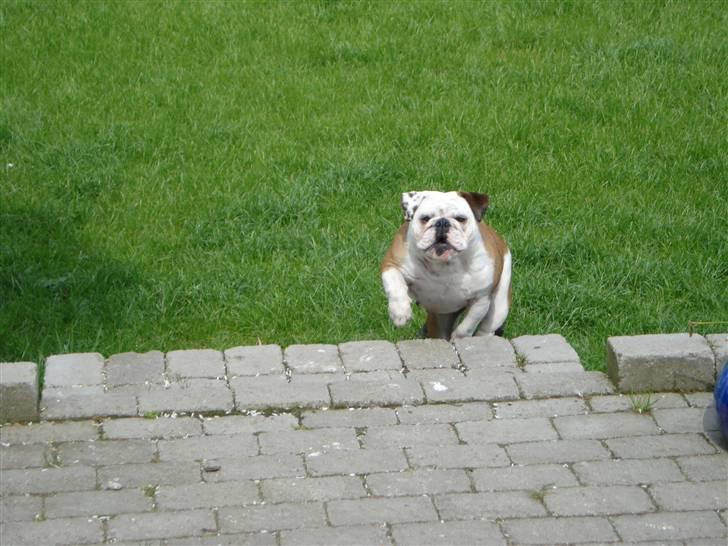 Engelsk bulldog Nuggi - Mummm Dejlig mor kom ind til mig!!!! billede 1