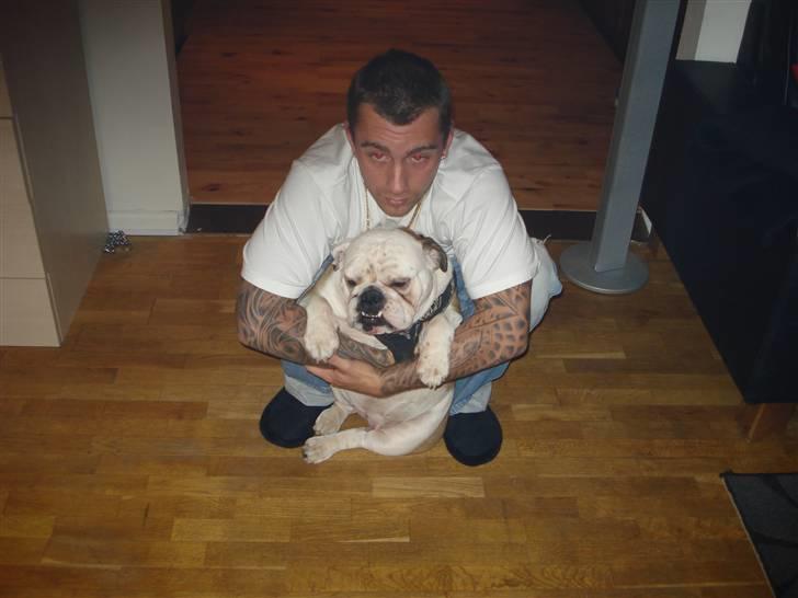 Engelsk bulldog Nuggi - Hun er Far´s pige lille tyksak billede 2