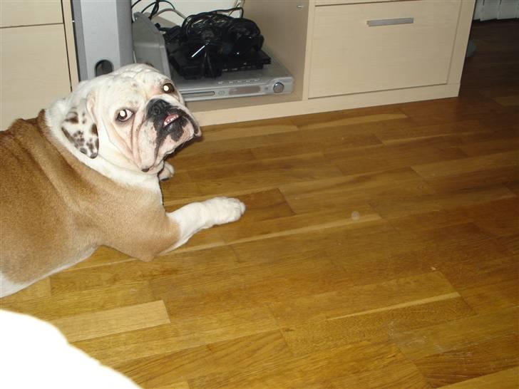 Engelsk bulldog Nuggi - Er hun ikke sød:o) billede 3