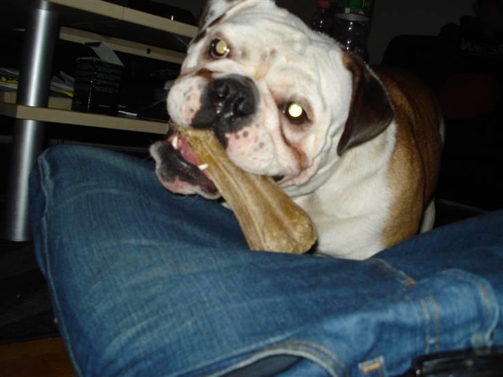 Engelsk bulldog Nuggi - Neej hvor er den fin dogger billede 4