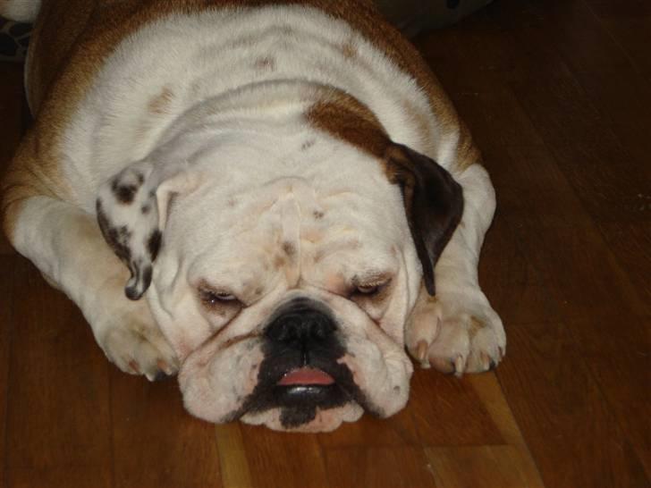 Engelsk bulldog Nuggi - Sove tryne, det elsker hun bare billede 5