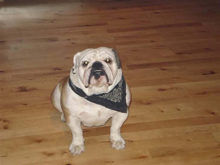 Engelsk bulldog Nuggi - Ja fin tag det så af... billede 6