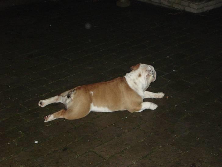 Engelsk bulldog Nuggi - Hun fik det lidt for varmt af at lege hehe, den får sku nogen sjove idéer nogen gange den hun. billede 7