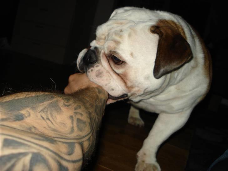 Engelsk bulldog Nuggi - Det var du selv udenom, du driller hehe billede 8