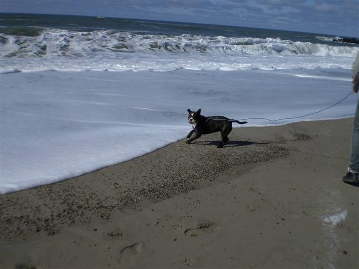 Olde english bulldogge Betzi billede 8
