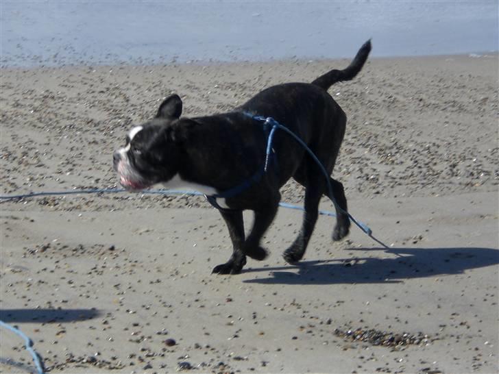 Olde english bulldogge Betzi billede 9