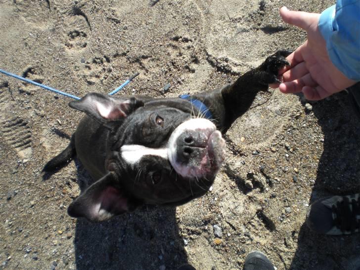 Olde english bulldogge Betzi billede 10