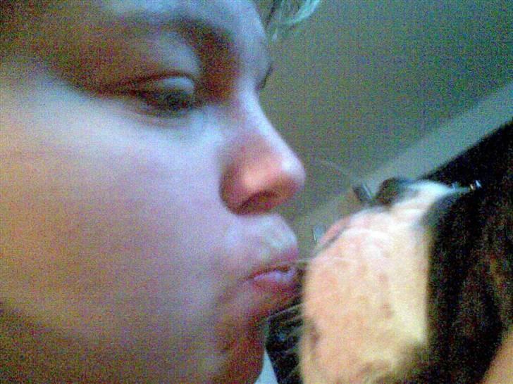 Olde english bulldogge Betzi billede 11