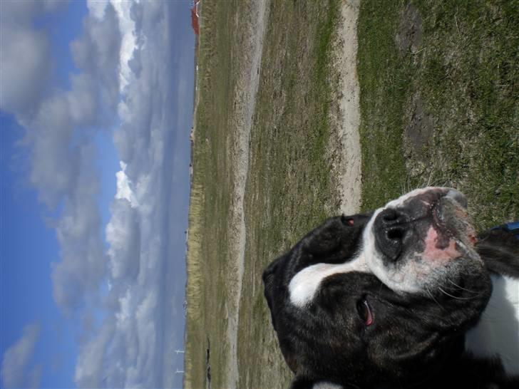 Olde english bulldogge Betzi billede 12