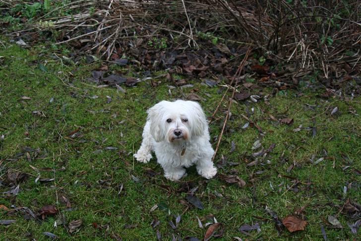 Blanding af racer Perle :'( Aflivet:'( billede 12