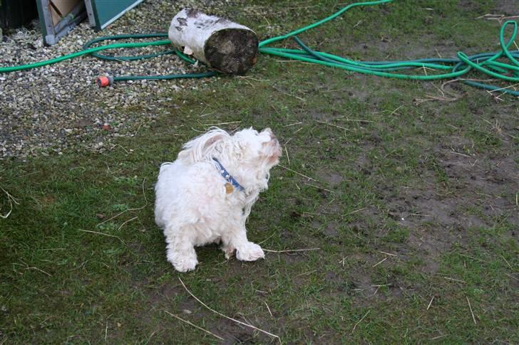 Blanding af racer Perle :'( Aflivet:'( billede 13