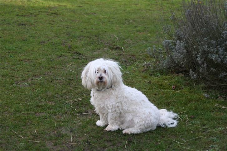 Blanding af racer Perle :'( Aflivet:'( billede 14