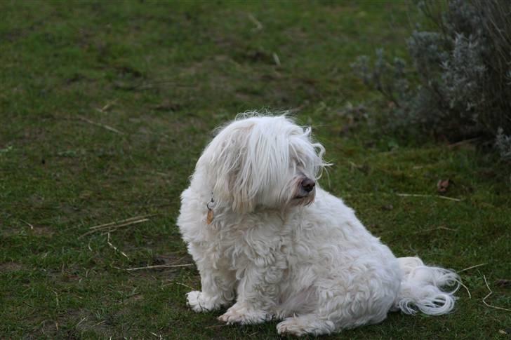 Blanding af racer Perle :'( Aflivet:'( billede 15