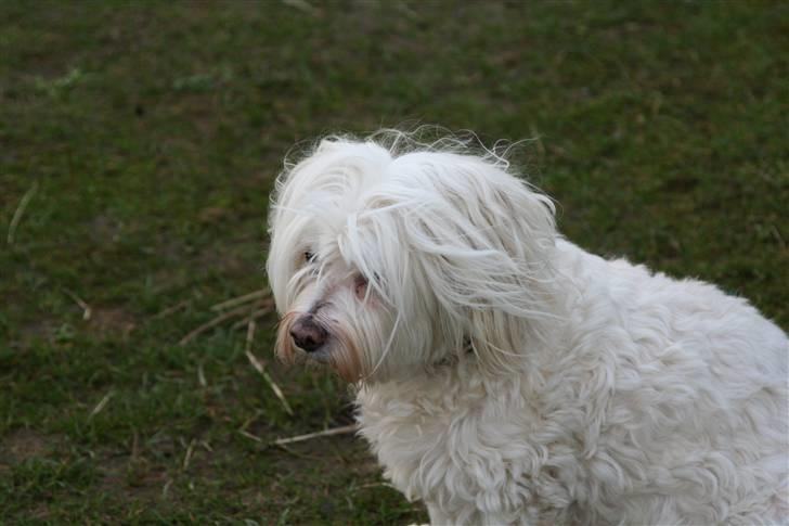 Blanding af racer Perle :'( Aflivet:'( billede 16