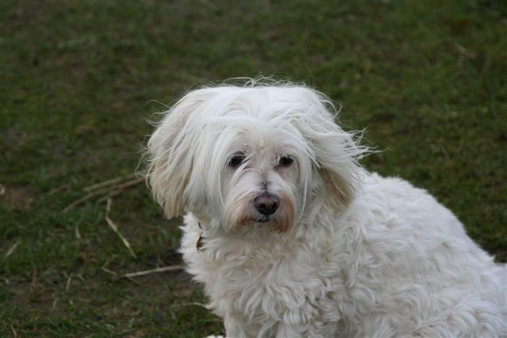 Blanding af racer Perle :'( Aflivet:'( billede 17