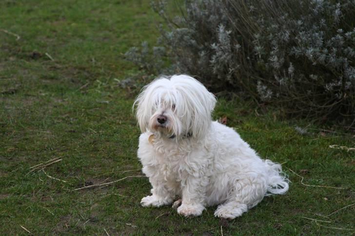 Blanding af racer Perle :'( Aflivet:'( billede 18