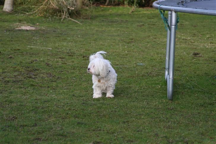 Blanding af racer Perle :'( Aflivet:'( billede 19