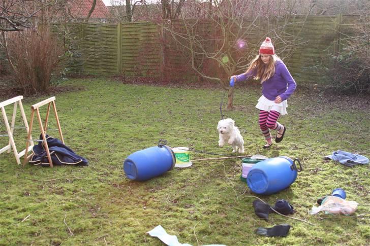 Blanding af racer Perle :'( Aflivet:'( billede 20