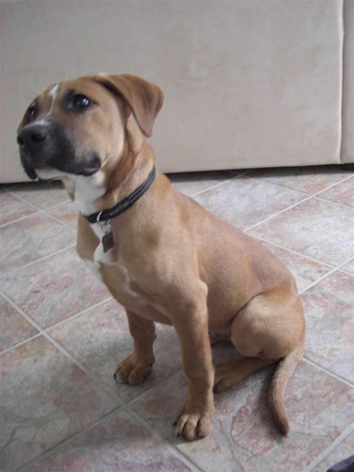 Blanding af racer Ozzy billede 7