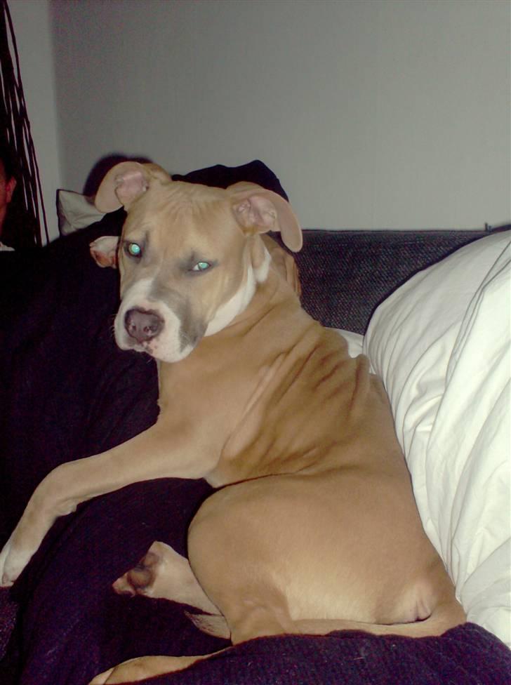 Amerikansk staffordshire terrier Milo billede 6