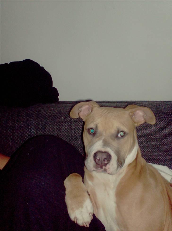 Amerikansk staffordshire terrier Milo billede 7