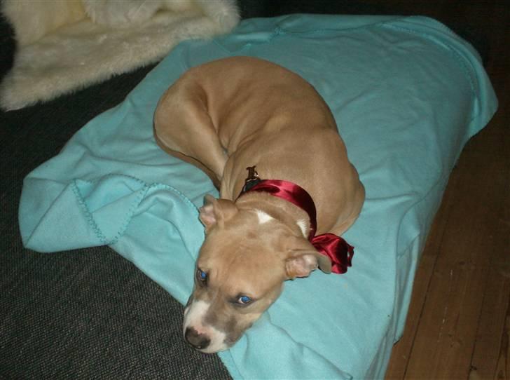 Amerikansk staffordshire terrier Milo billede 8