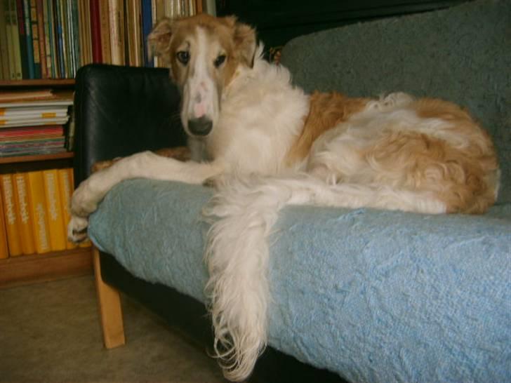 Borzoi Lhaghana Koztya billede 1