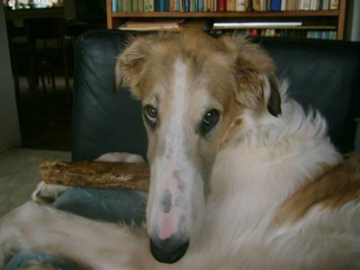 Borzoi Lhaghana Koztya billede 2