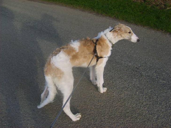 Borzoi Lhaghana Koztya billede 3