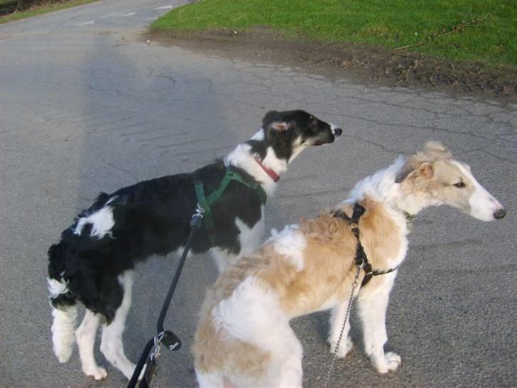 Borzoi Lhaghana Koztya billede 4