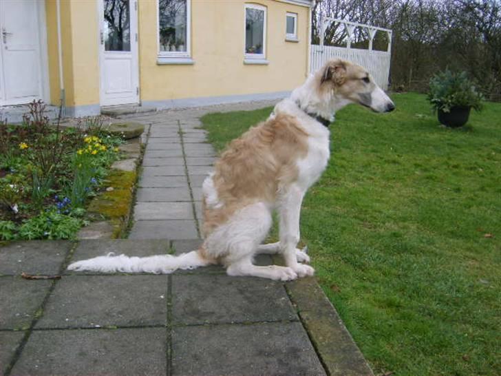 Borzoi Lhaghana Koztya billede 5
