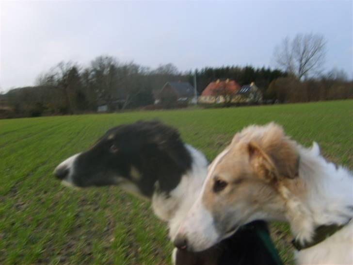 Borzoi Lhaghana Koztya billede 6