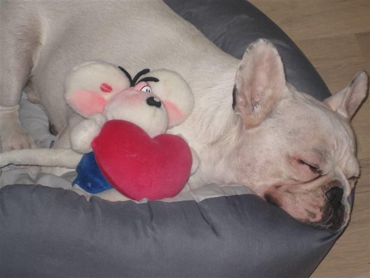 Fransk bulldog Ronni - Ronni sover på mors arbejde. billede 6