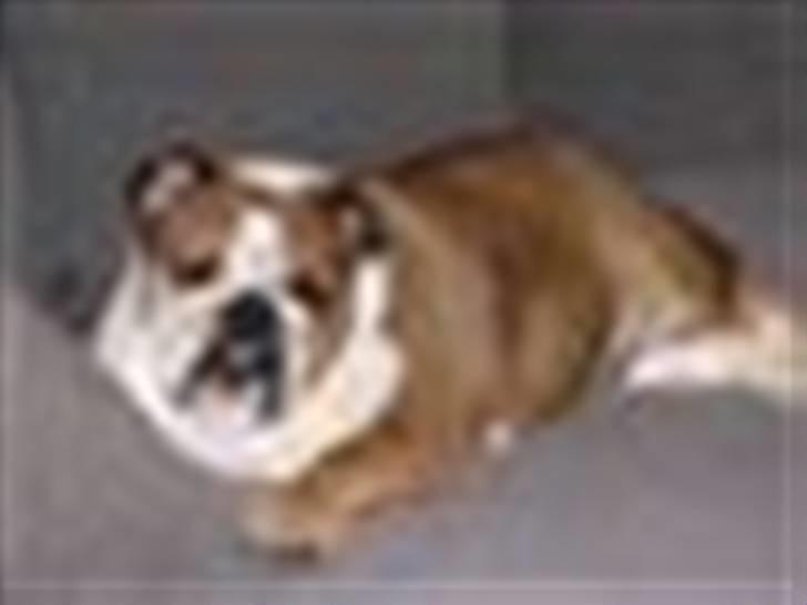 Engelsk bulldog Jula - "Jules" - DIVA! billede 9