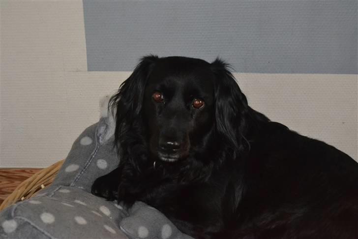 Blanding af racer merlin - merlin du er fanme dejlig foto:MND-PHOTO(mig) billede 8