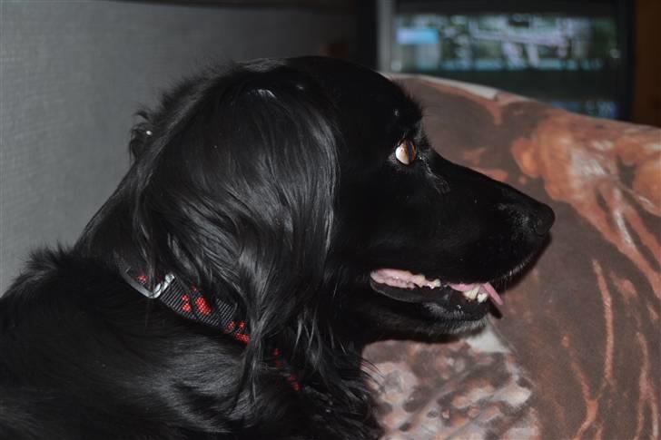 Blanding af racer merlin - merlin i min seng foto:MND-PHOTO(mig) billede 9