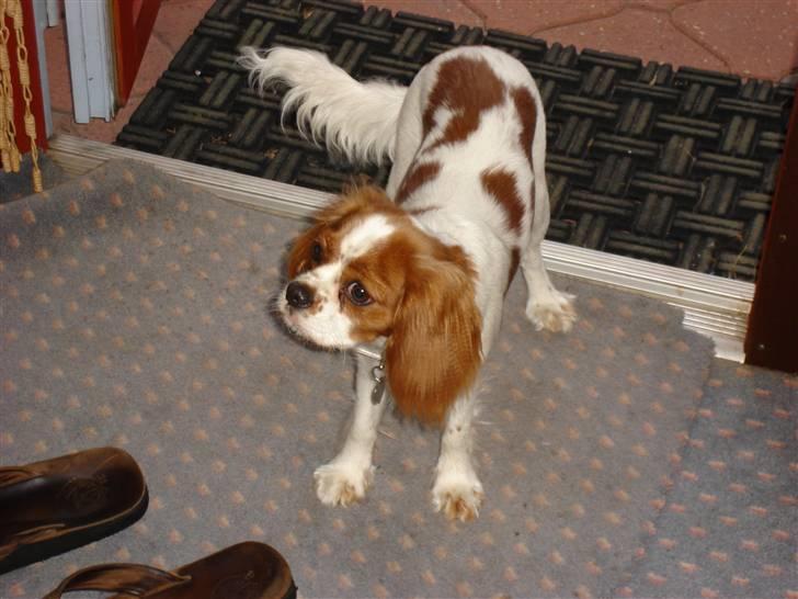 Cavalier king charles spaniel alberte - Her er jeg klar til lidt sjov.. billede 1