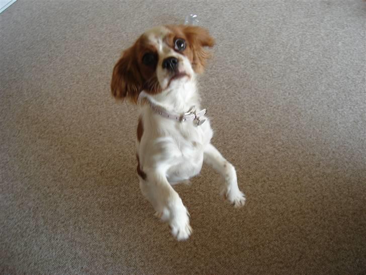 Cavalier king charles spaniel alberte - Leg med mig billede 2